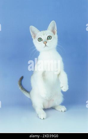 Burmilla Kitten su Lilac Foto Stock