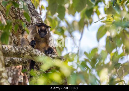 Primo piano di Lumholtz's Tree Kangaroo Hiding in a Tree, Queensland, Australia. Foto Stock