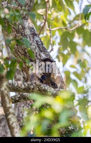 Primo piano di Lumholtz's Tree Kangaroo Hiding in a Tree, Queensland, Australia. Foto Stock