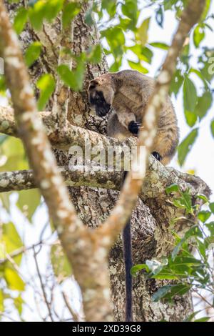 Primo piano di Lumholtz's Tree Kangaroo Hiding in a Tree, Queensland, Australia. Foto Stock