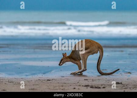 Kangaroo jumping sulla spiaggia a Cape Hillsborough, Queensland, Australia. Foto Stock