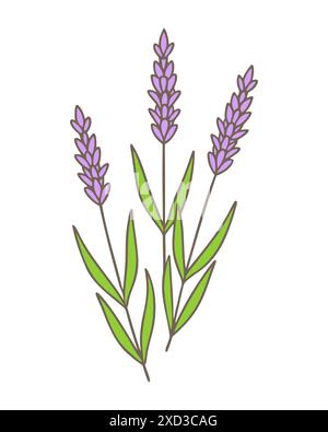 Doodles con fiori di lavanda viola colori viola viola, contorno, tre rami al bouquet, stile provenzale. Isolato su sfondo bianco. Vettore Illustrazione Vettoriale