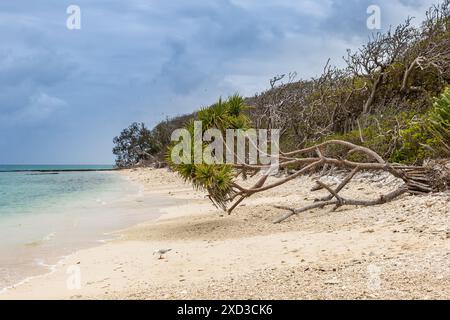 Spiaggia di Lady Musgrave Island con Oceano Turchese, grande Barriera Corallina , Queensland, Australia. Foto Stock