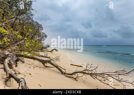 Spiaggia di Lady Musgrave Island con Oceano Turchese, grande Barriera Corallina , Queensland, Australia. Foto Stock