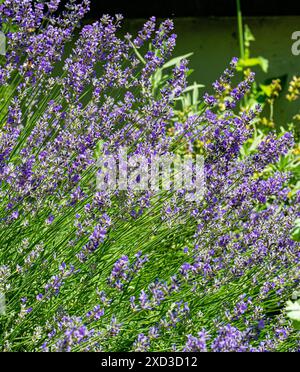 Lavandula angustifolia (lavanda comune, vera lavanda, lavanda giardino) fiorente in giardino Foto Stock