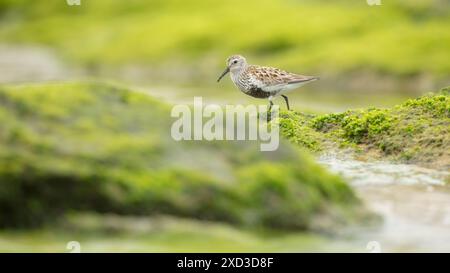 Questa accattivante immagine presenta un uccello sanderling solitario che si snoda su un terreno lussureggiante coperto di muschio in Cantabria, Spagna, mettendo in risalto il sereno e vib Foto Stock