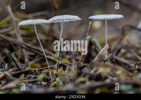 Un primo piano di delicati funghi bianchi che crescono sul pavimento della foresta con sfondo sfocato. Foto Stock