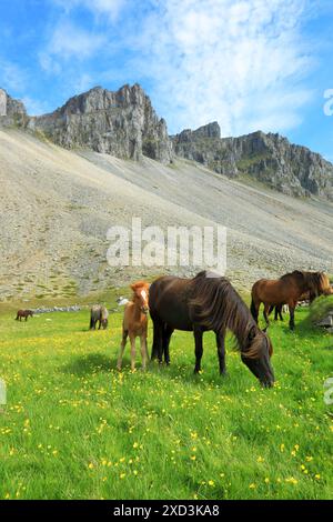 Geografia / viaggi, Islanda, cavalli islandesi di fronte a Vestrahorn, penisola di Stokksnes, Austurland, ULTERIORI DIRITTI-AUTORIZZAZIONE-INFO-NON-DISPONIBILI Foto Stock