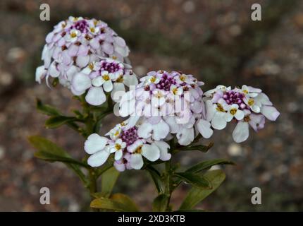 Iberis Pink Ice Foto Stock