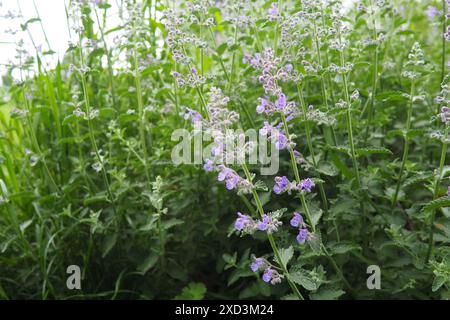 Nepeta faassenii, gattino delle piante fiorite e gattino di Faassen. Le specie madri sono Nepeta racemosa e Nepeta nepetella. Piccola e appariscente, abbondante, due Foto Stock