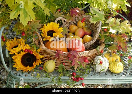 Botanica, mele, prugne gialle, zucche in cestini con rosehips, ULTERIORI DIRITTI-CLEARANCE-INFO-NON-DISPONIBILI Foto Stock