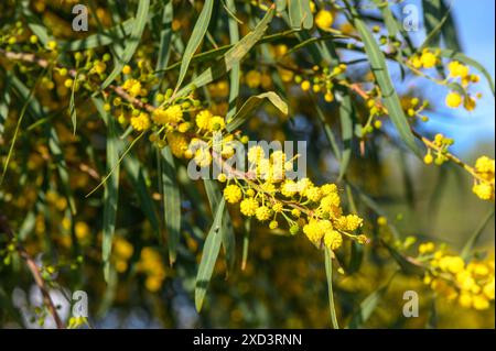 Splendidi fiori di mimosa gialli luminosi da vicino. L'albero di mimosa fiorente all'inizio della primavera ondeggia sul vento. Giorno di primavera 2 Foto Stock