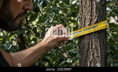 vista delle mani dell'uomo che misurano lo spessore di un ramo d'albero con un righello. Foto Stock