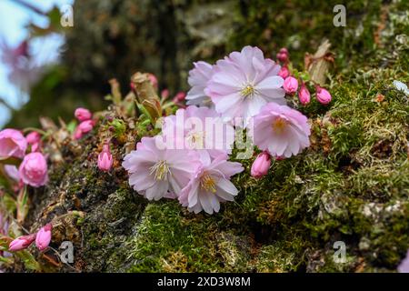 Botanica, ATTENZIONE! PER L'USO DI GREETINGCARD/CARTOLINA NEI PAESI DI LINGUA TEDESCA POTREBBERO ESSERE APPLICATE ALCUNE RESTRIZIONI Foto Stock
