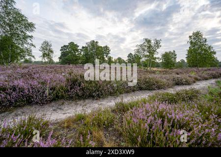 Geografia / viaggi, Germania, bassa Sassonia, ATTENZIONE! PER L'USO DI GREETINGCARD/CARTOLINA NEI PAESI DI LINGUA TEDESCA POTREBBERO ESSERE APPLICATE ALCUNE RESTRIZIONI Foto Stock