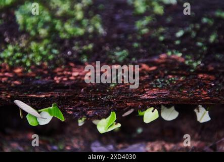 Formiche tagliafuoco (specie atta) che trasportano foglie lungo un tronco nella riserva naturale di Cuyabeno, nella foresta pluviale amazzonica, Ecuador, Sud America Foto Stock