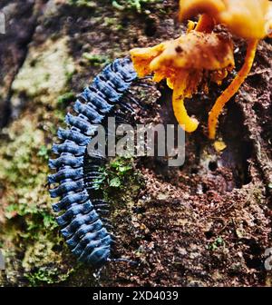 Millipede (Polydesmida), riserva naturale di Cuyabeno, foresta pluviale amazzonica, Ecuador, Sud America Foto Stock