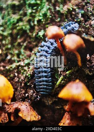 Millipede (Polydesmida), riserva naturale di Cuyabeno, foresta pluviale amazzonica, Ecuador, Sud America Foto Stock