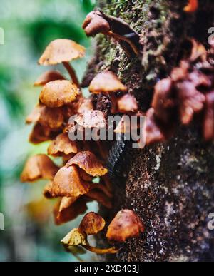 Funghi che crescono su un albero nella riserva naturale di Cuyabeno, nella foresta pluviale amazzonica, in Ecuador, Sud America Foto Stock