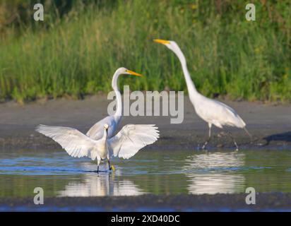 Egretta innevata (Egretta thula) che caccia in una laguna con ali aperte, accanto alle grandi egrette (Ardea alba), Galvseton, Texas, USA. Foto Stock