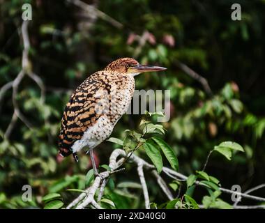 Tiger-Heron Rufescent (Tigrisoma lineatum) nella riserva naturale di Cuyabeno, foresta pluviale amazzonica, Ecuador, Sud America Foto Stock