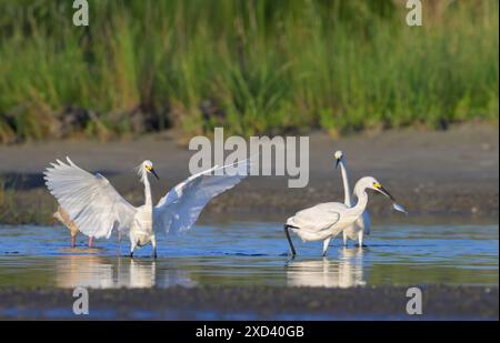 Caccia alle egrette innevate (Egretta thula) in una laguna con ali aperte, Galvseton, Texas, Stati Uniti. Foto Stock