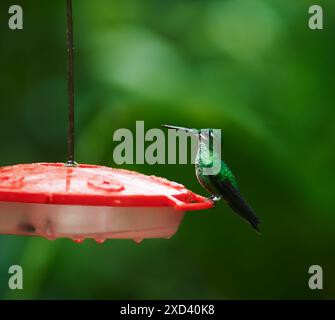 Hummingbird su un alimento per uccelli, Maquipucuna Cloudforest, Ecuador, Sud America Foto Stock