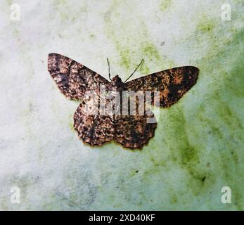 Moth nella foresta di Maquipucuna, Ecuador, Sud America Foto Stock