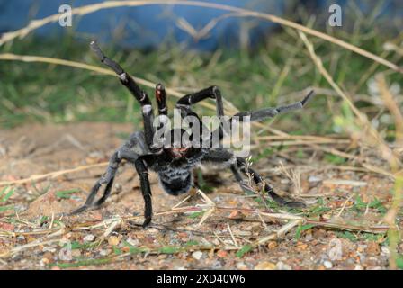 Tarantula marrone texana (Aphonopelma hentzi) maschio in posizione difensiva sul terreno, Bastrop County, Texas, USA. Foto Stock