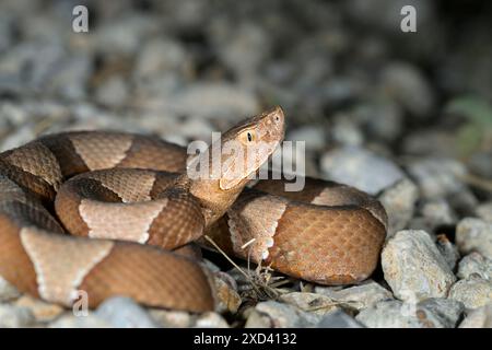 Testa di rame a banda larga (Agkistrodon laticinctus), contea di Bastrop, Texas, Stati Uniti. Foto Stock