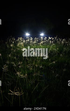 Incontro con la natura selvaggia, un veicolo è rimasto fuori strada di notte, di fronte all'erba alta, Texas, Stati Uniti. Foto Stock