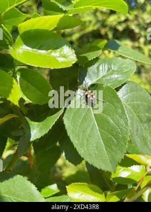 Scarabeo di baffi neri gialli su foglie di rose in giardino. Insetto in estate su sfondo verde. Foto Stock