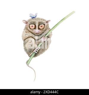 Tarsier con un insetto blu di farfalla. Pittura ad acquerello disegnata a mano di animali nativi delle Filippine in via di estinzione. Piccolo primate simile a un lembo con grandi occhi Foto Stock