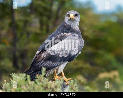 Buzzard andino (Geranoaetus melanoleucus) noto anche come Aguja, Blue Buzzard, Aquila cordigliera, Patagonia, Cile Foto Stock