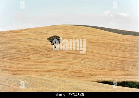 Campi di grano raccolti, paesaggio a sud di Pienza, Toscana, Italia, Europa, balle di fieno sparse in un grande campo dorato di grano, Toscana, Europa Foto Stock