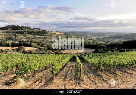 Vigneti, paesaggio in Val d'Orcia, Valle d'Orcia, vicino a Montepulciano, Toscana, Italia, Europa, vigneto piantato in filari su un paesaggio collinare ampio Foto Stock