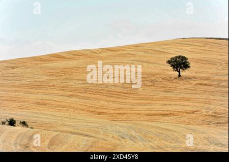 Campi di grano raccolto, paesaggio a sud di Pienza, Toscana, Italia, Europa, balle di fieno sparse in un grande campo di grano dorato, Toscana, Europa Italia Foto Stock