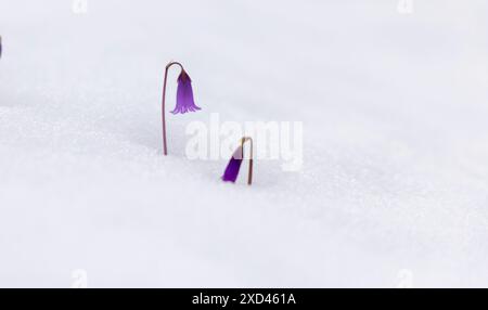 Campana nana (Soldanella pusilla), campana nana alpina, neve, alte montagne Foto Stock