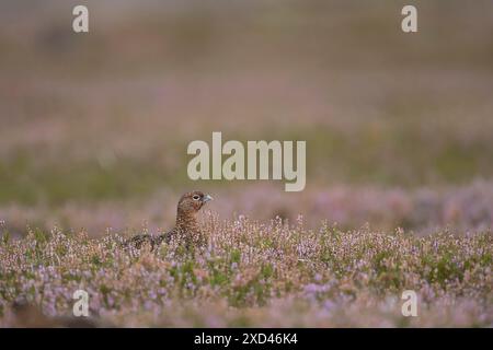 Uccello rosso (Lagopus lagopus scotica) femmina adulta tra le erica in fiore in una brughiera in estate, Yorkshire, Inghilterra, Regno Unito Foto Stock