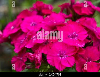 Rosso dolce william (Dianthus barbatus) Foto Stock