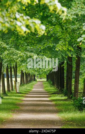 Sentiero ombreggiato che conduce attraverso un viale verde di alberi, Soegel, emsland, Germania Foto Stock