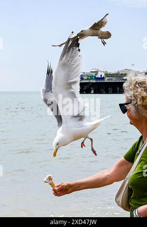 Brighton Regno Unito 20 giugno 2024 - Una donna cerca di gustare un gelato mentre pagaia sulla spiaggia di Brighton sotto il sole prima di essere sbattuta dai gabbiani, dato che il tempo caldo è previsto per la Gran Bretagna per la prossima settimana. : Credit Simon Dack / Alamy Live News Foto Stock