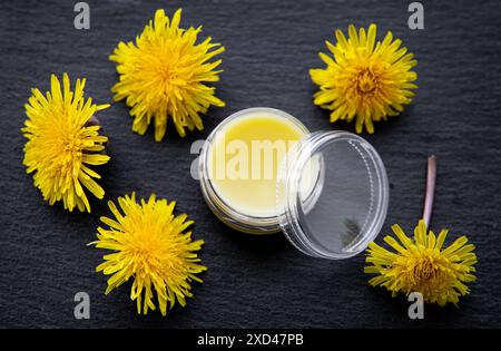 Balsamo a base di leoni o Taraxacum officinale per muscoli doloranti e pelle screpolata. Barattolo con salve giallo su fondo in legno bianco con dente di leone. Foto Stock