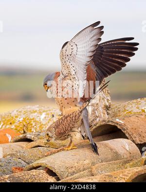 Gheppio minore (Falco naumanni) maschio, femmina, coppia, accoppiamento, corteggiamento, Toledo, Spagna Foto Stock