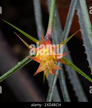 Acanthostachys strobilacea. Originario di Brasile, Paraguay e Argentina Foto Stock