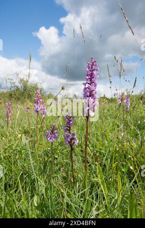 Orchidea profumata, Gymnadenia conopsea, orchidee selvatiche sotto il cielo estivo a Noar Hill, Selborne, Hants Foto Stock