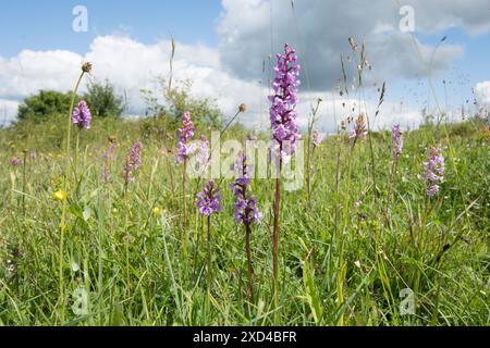 Orchidea profumata, Gymnadenia conopsea, orchidee selvatiche sotto il cielo estivo a Noar Hill, Selborne, Hants Foto Stock