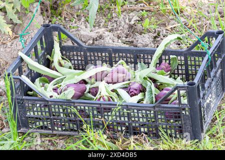 Castraure o primi boccioli di carciofi viola, una prelibatezza veneziana, raccolta sull'isola di Sant Erasmo, Venezia, Italia Foto Stock