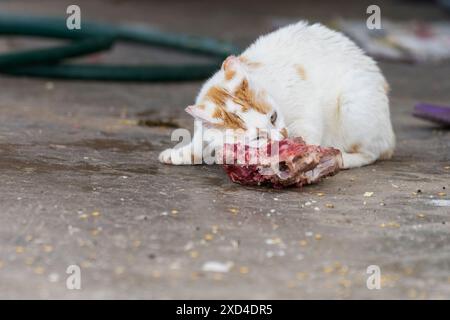 Libera la fame. Primo piano di un gatto bianco randagio che mangia carne cruda. Scavatore affamato. Foto Stock