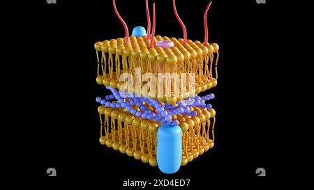 Rendering 3d dei batteri Gram-negativi, con una sottile parete cellulare peptidoglicano Foto Stock